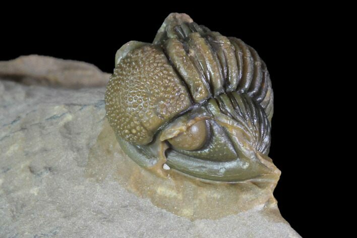 Gerastos Trilobite Fossil - Morocco #87563